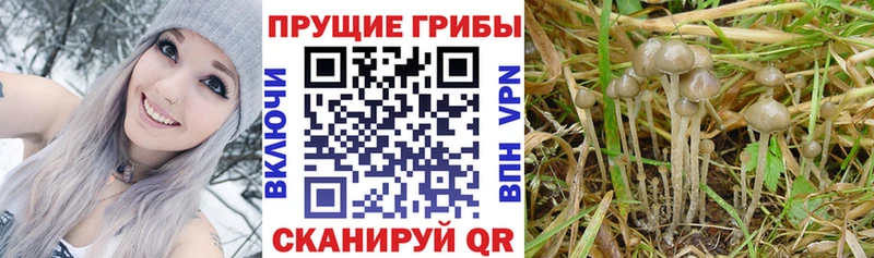 Купить  Элиста  Галлюциногенные грибы прущие грибы 